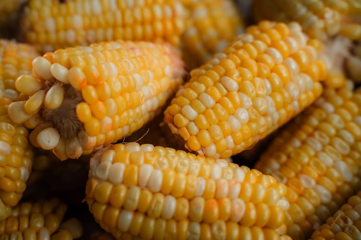 Fresh BC Dungeness crab being prepared at BC CrabFest