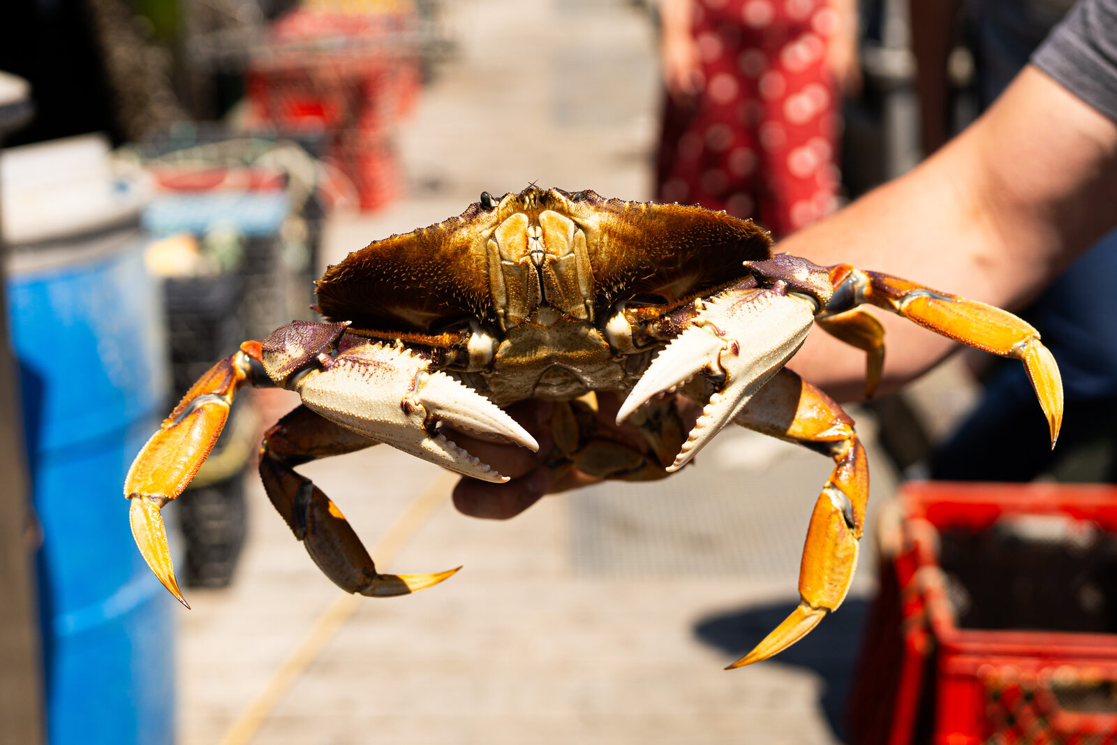 Dockside conversations with BC crab harvesters at BC CrabFest