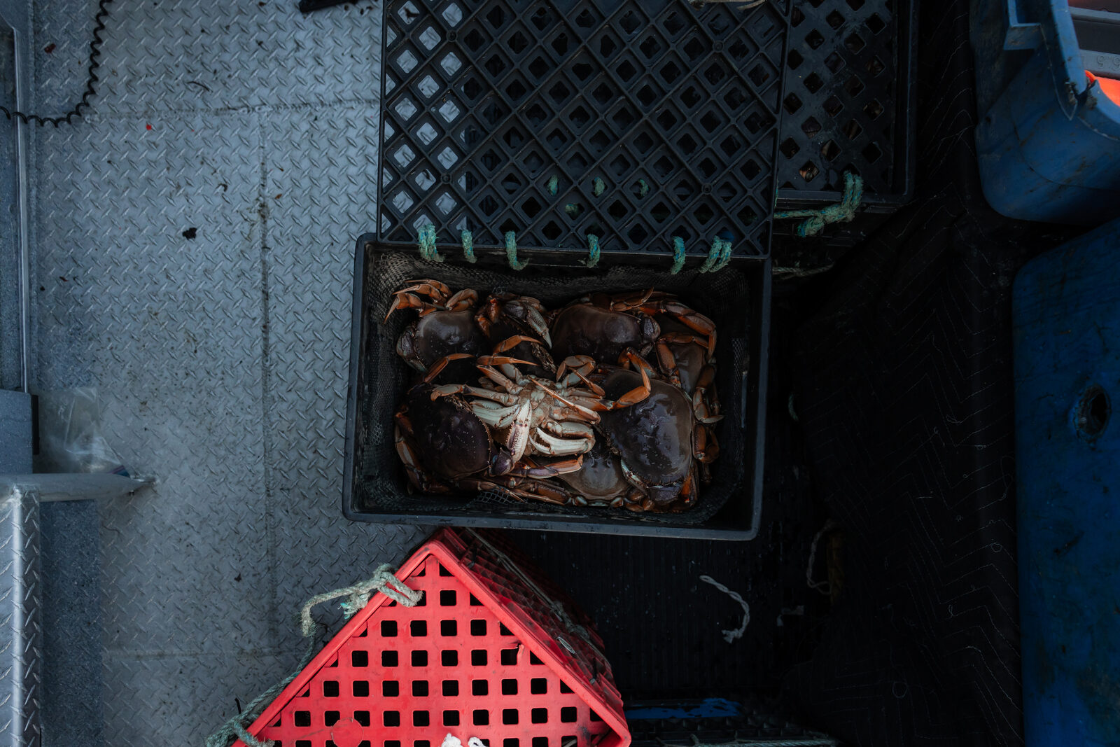 Fresh BC Dungeness crab in a crate on the fishing boat