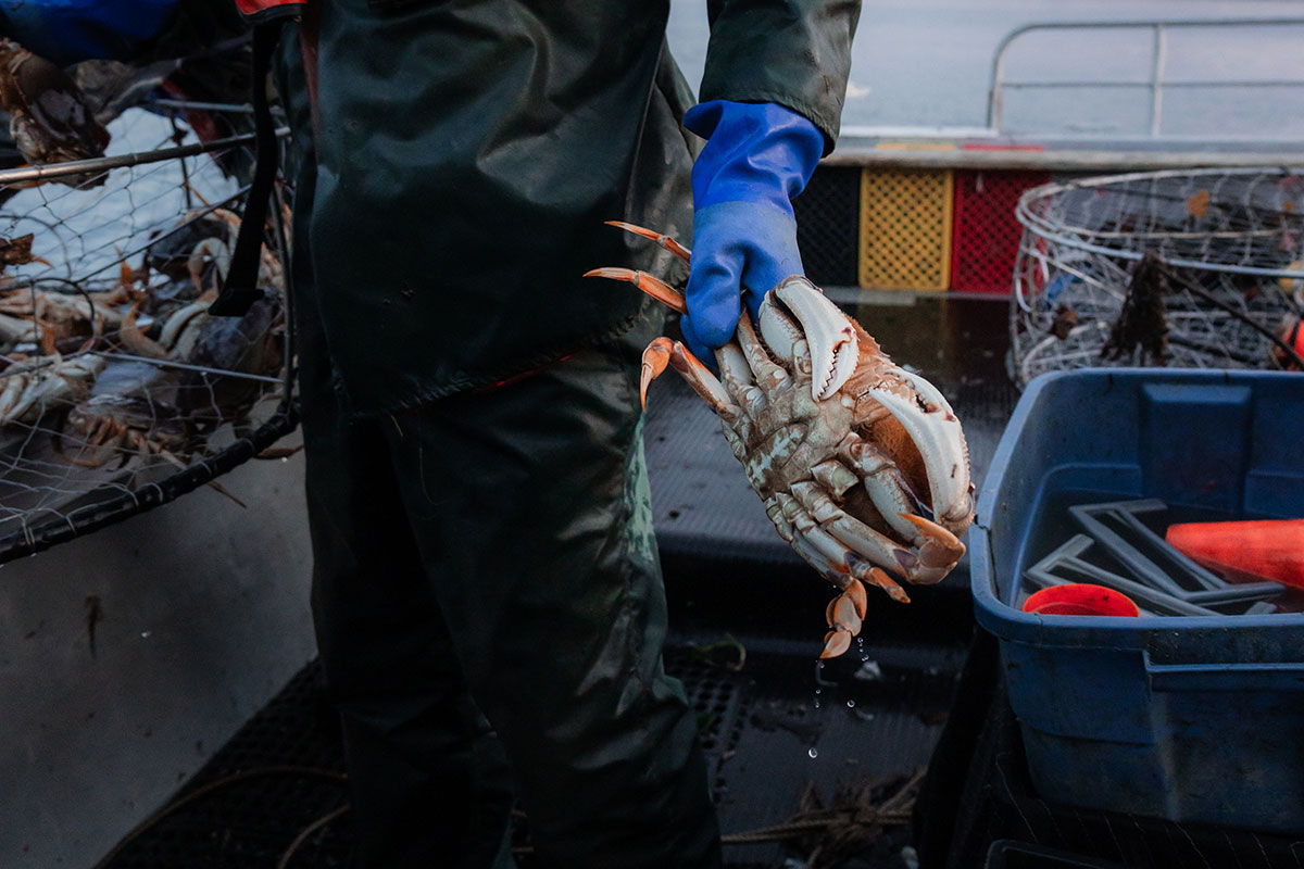 BC Crab Co dockside crab sales at Fisherman's Wharf in Victoria